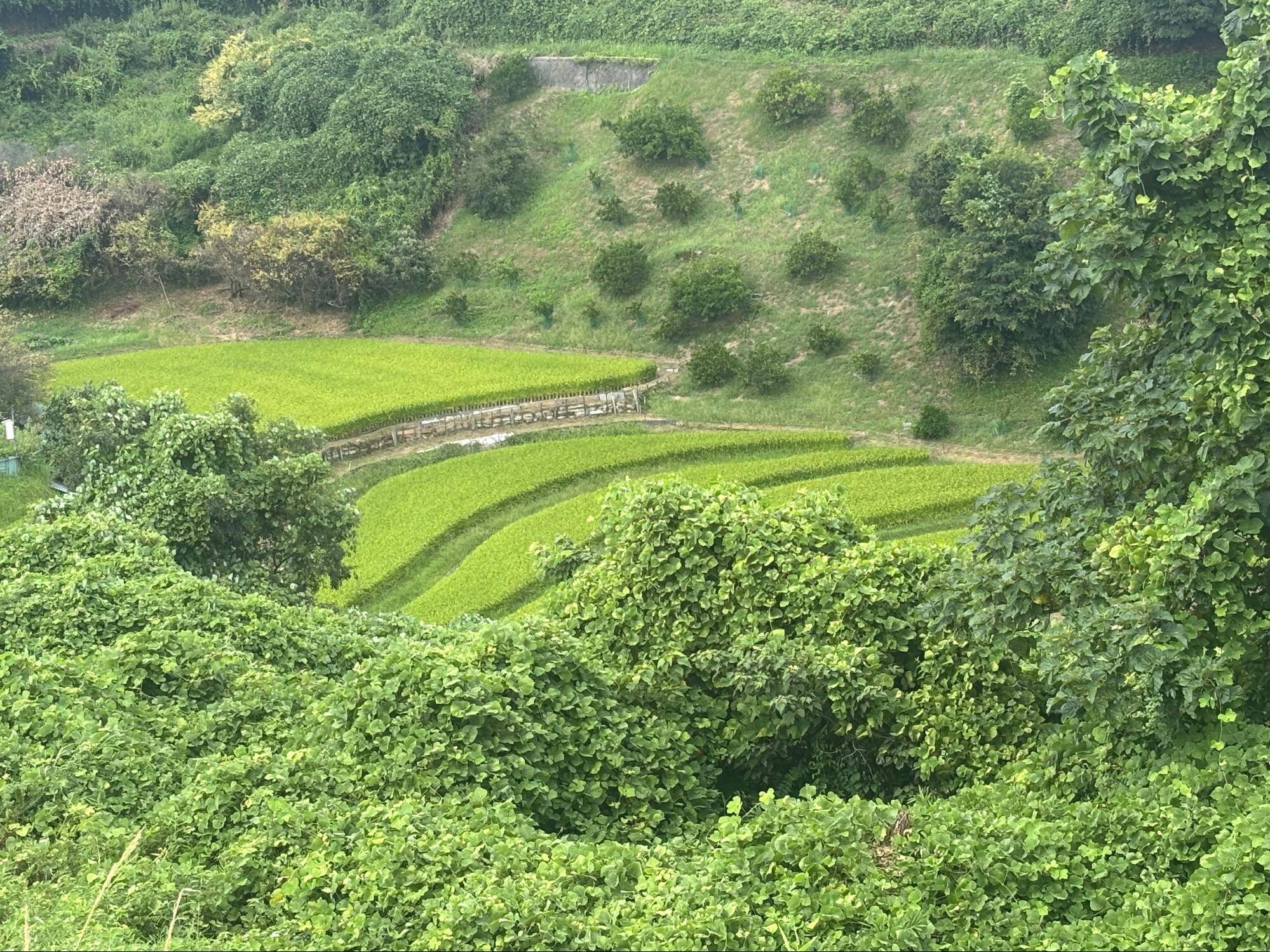 下赤阪の棚田と下赤坂城跡