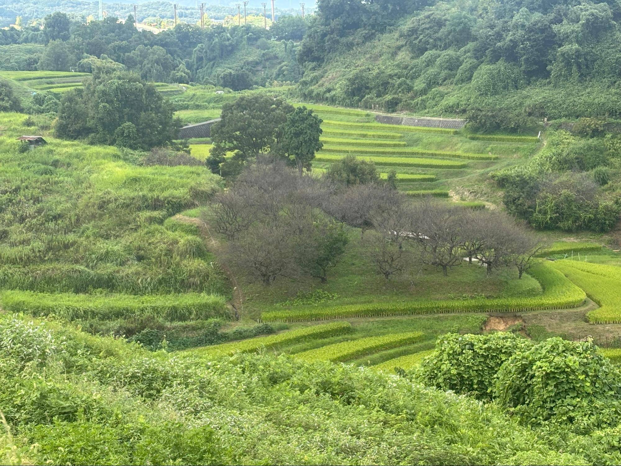 下赤阪の棚田と下赤坂城跡