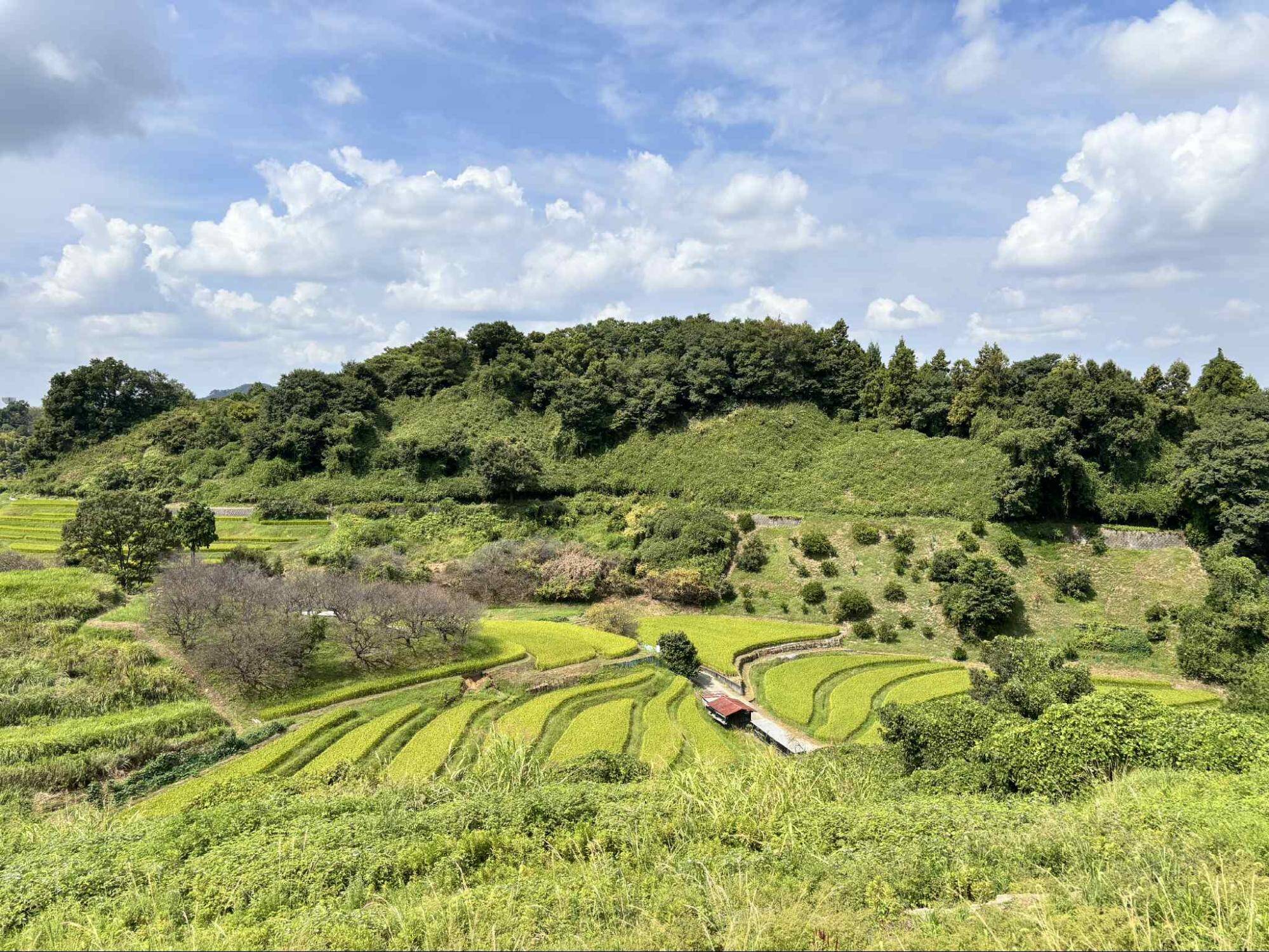 下赤阪の棚田と下赤坂城跡